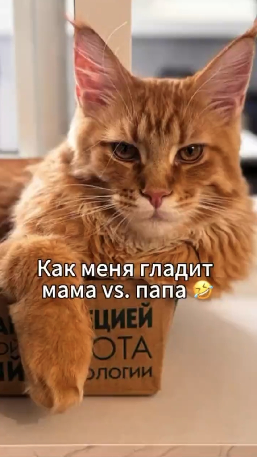 #юмор #прикол #смех #кот