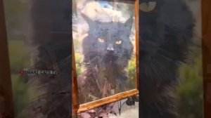 История Любви которая старше океана 😇🌈🐈⬛❤️🌹🐩🌊