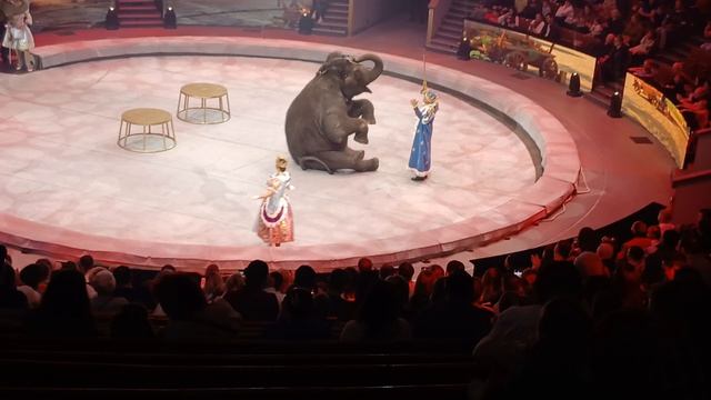 Великиколепно слоны выполняют трюки в Большом Московском Цирке на сказке Белоснежка и семь гномов