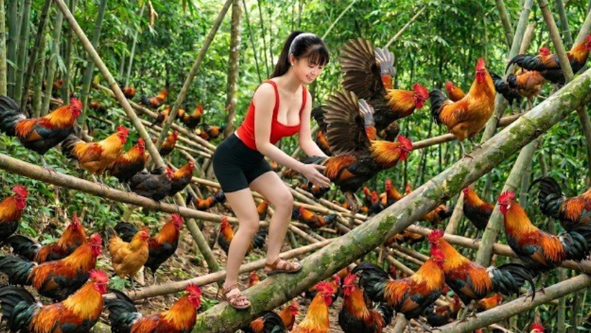 Таймлапс. Ловлю много куриц и индюшек для продажи на местном рынке.