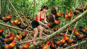 Таймлапс. Ловлю много куриц и индюшек для продажи на местном рынке.