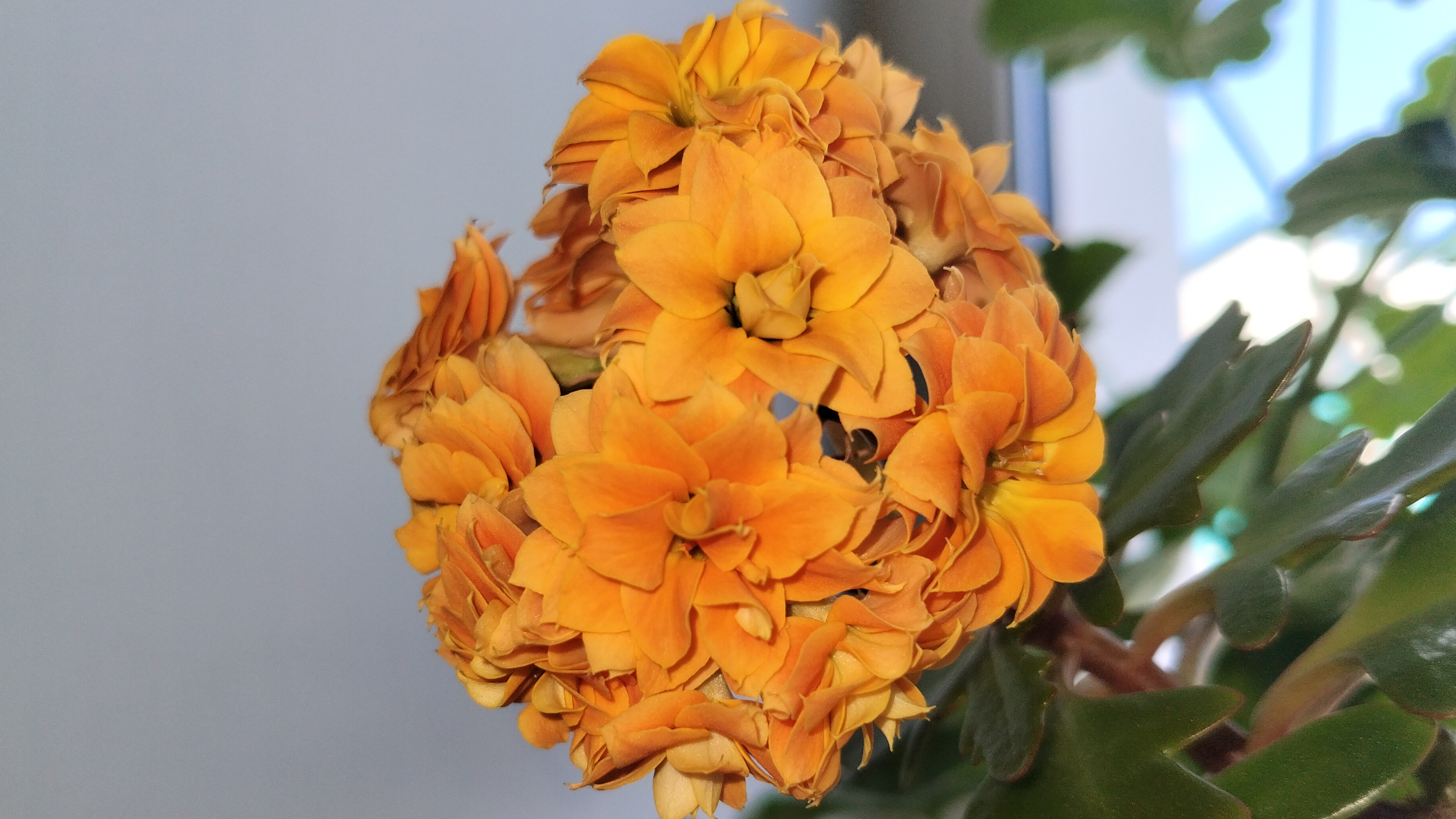 Как пережила рассада холодную ночь в теплице .Едем в город.Показываю что купила. 21.04.26