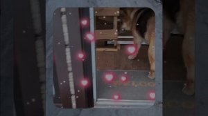 1000056728.mp4 (Собака наблюдает за устройством лестницы на 2-ой этаж в доме А-фрейм)