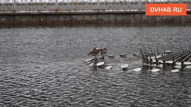 Утки вернулись на хабаровские пруды