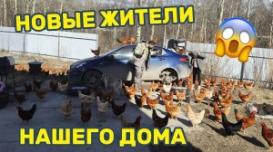 НОВЫЕ ЖИТЕЛИ В НАШЕМ ДОМЕ