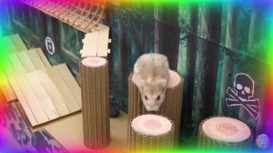 Экстремальный лабиринт для хомяков – только один путь ведет к свободе! часть 4