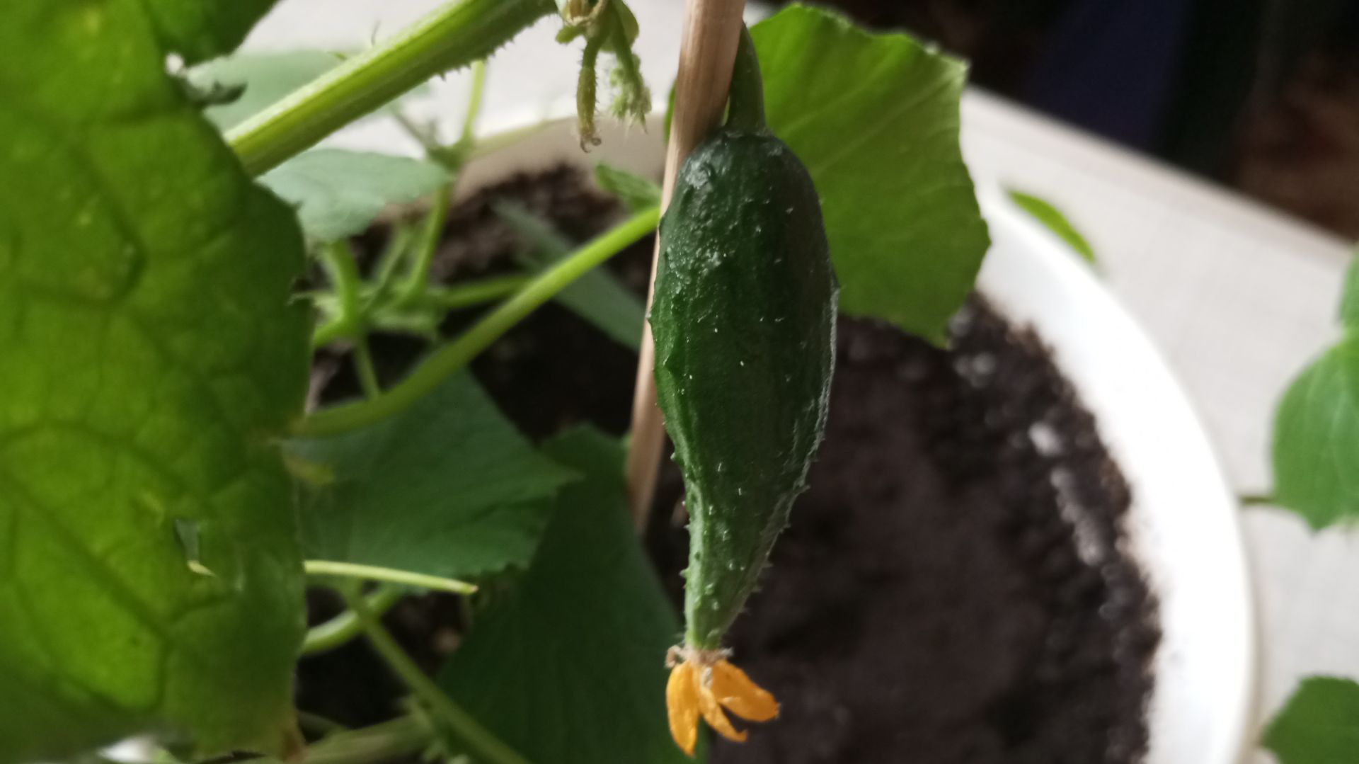 Нас заваливает снегом. Вырос огурец на подоконнике. 17-21 апреля 2026 г.