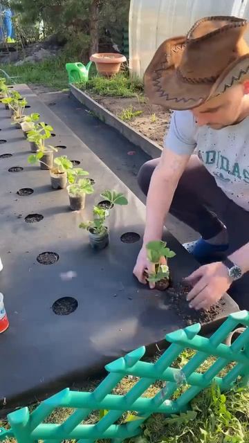 Отличный урожай клубники без сорняков - самый лучший способ посадки