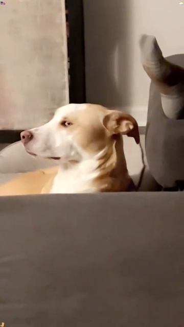 СМЕШНЫЕ КОТЫ 😺 2026 ЛУЧШИЕ ПРИКОЛЫ С КОТАМИ ,КОШКАМИ ,ЖИВОТНЫЕ,СМЕШНЫЕ ВИДЕО