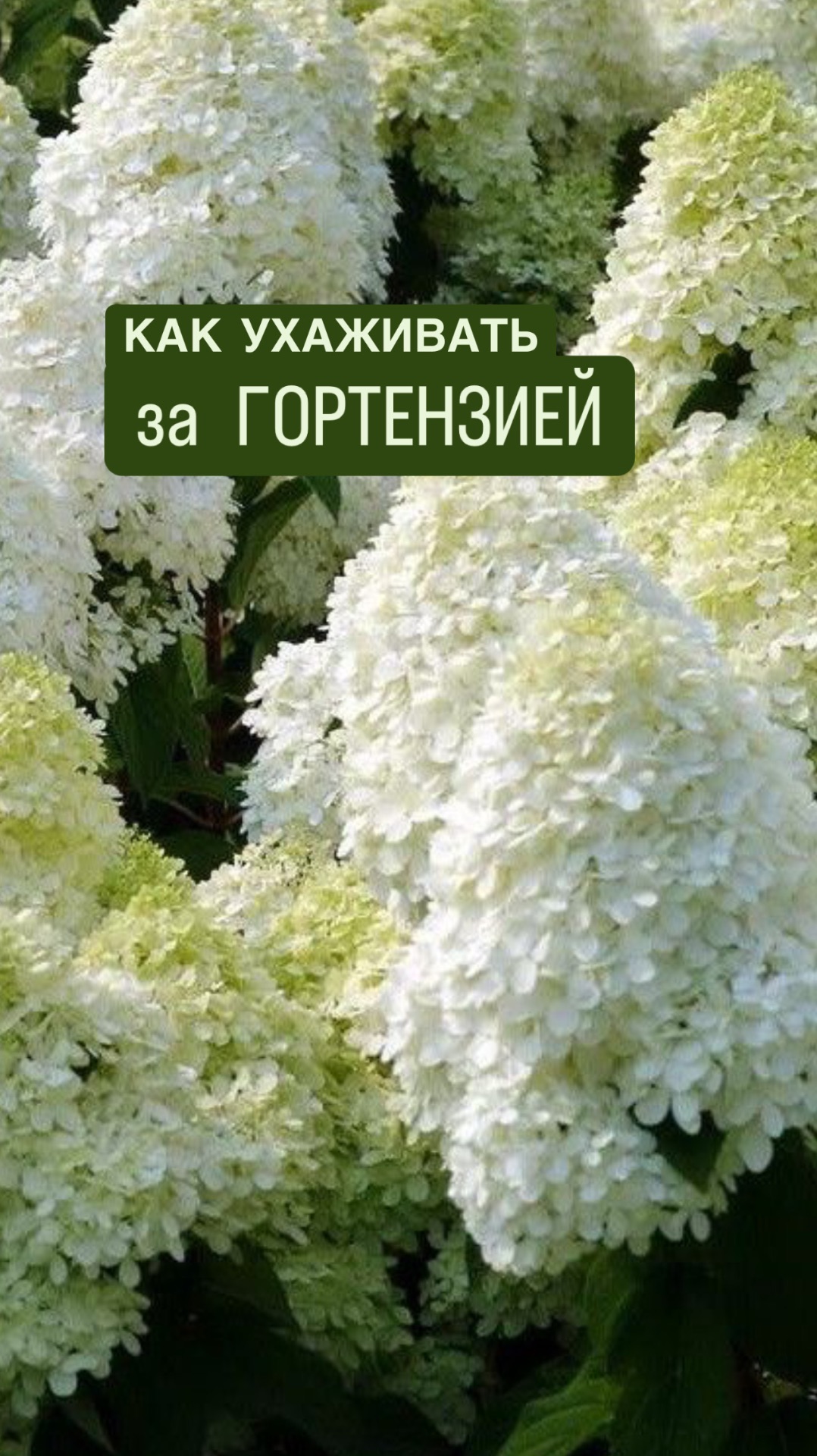 КАК УХАЖИВАТЬ ЗА ГОРТЕНЗИЕЙ 🌿