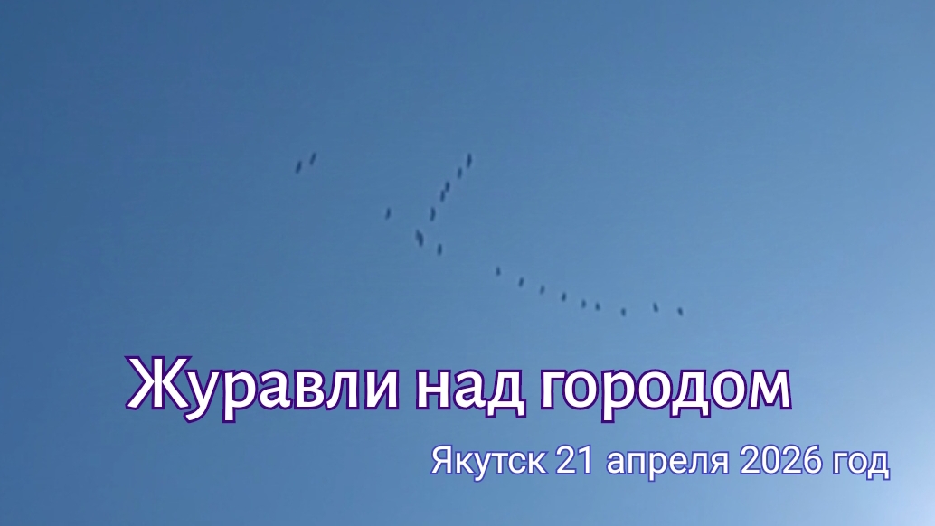 Якутск. Журавли над городом