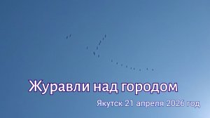 Якутск. Журавли над городом