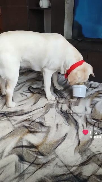 Стакан и Зара