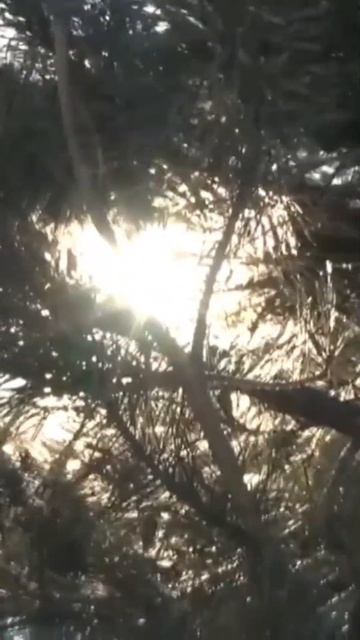 В сердце звучит любовь