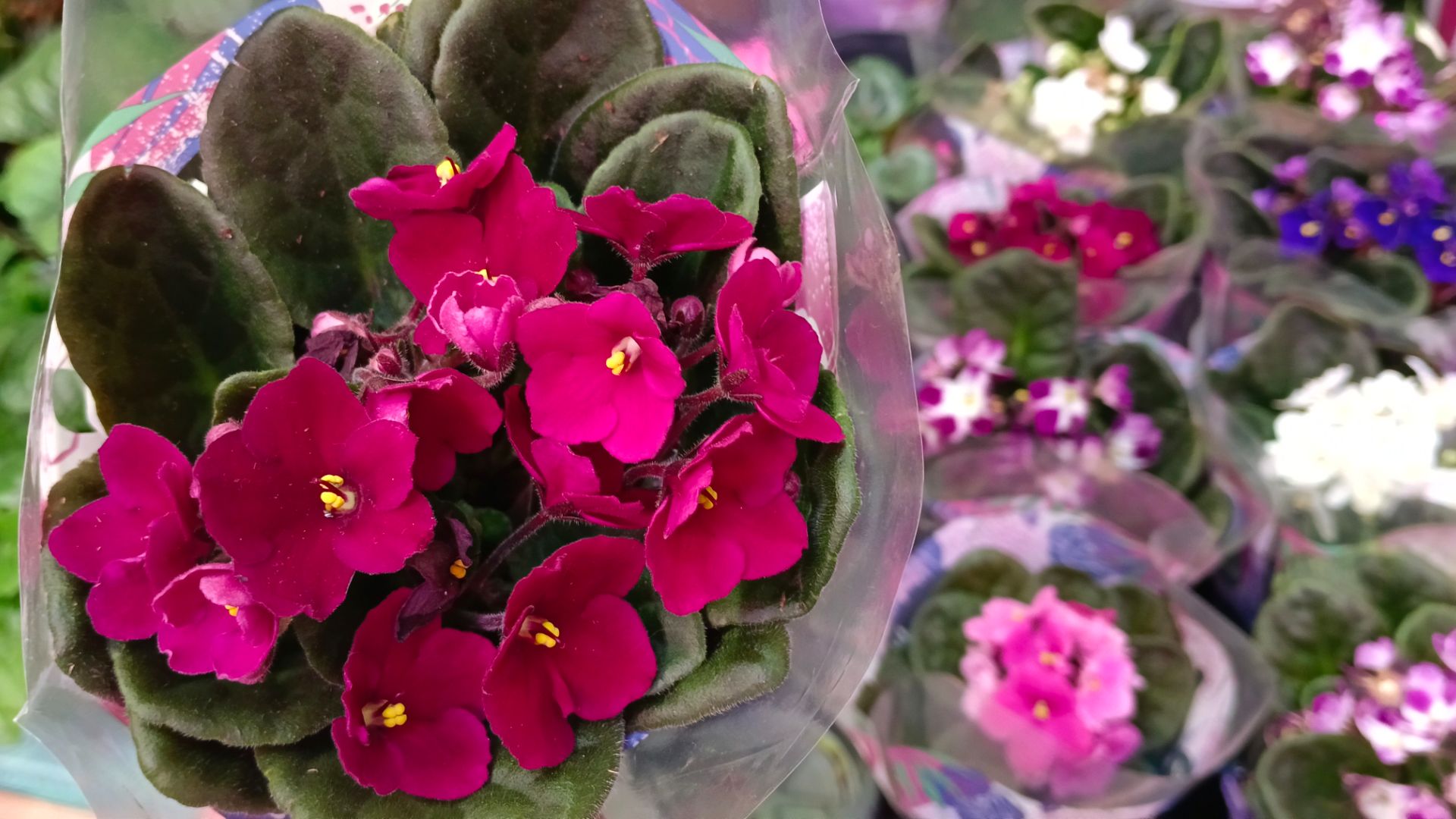 🌿🪻ЛЕМАНА ПРО🌸ОБЗОР ЦВЕТОВ🌿🪻апрель 2026