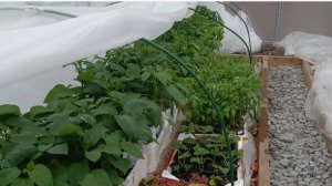 Рассада ТОМАТОВ в Теплице! Здравствуй снег!