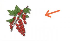 Ягоды для детей Русский язык для детей Игра Что это