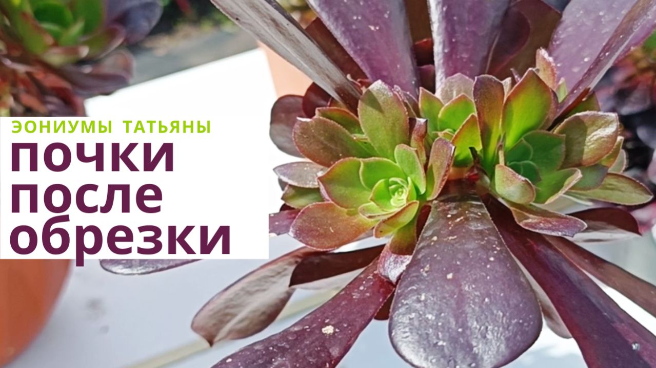 241. Эониумы после обрезки: новые почки