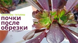 241. Эониумы после обрезки: новые почки