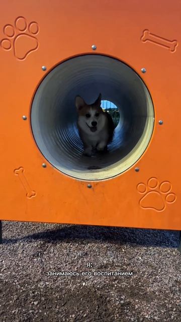 Корж обязательно подойдет к человеку, который ему сказал «утю тю». Кормлю Дилли: #1603279833 #корги