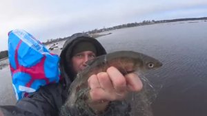 ПОЛНАЯ СЕТКА РЫБЫ! СИГ ВЫРВАЛ ПЕРВЫЙ КОЛ ЗАМОТАЛСЯ НА ВТОРОМ!БЫЛ НЕ ОДИН С БРАТЬЯМИ И СЁСТРАМИ!