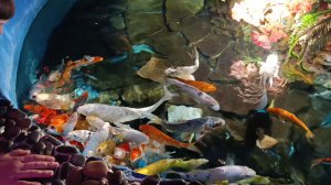 Океонариум в Анапе 2026