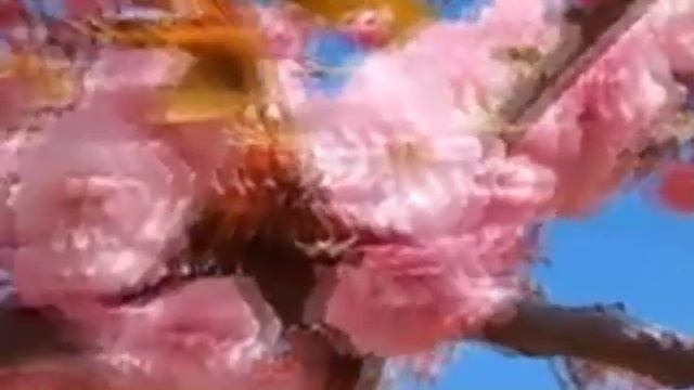 КОМЕДИЯ РОК  За пеленою розовых мечтаний!)))