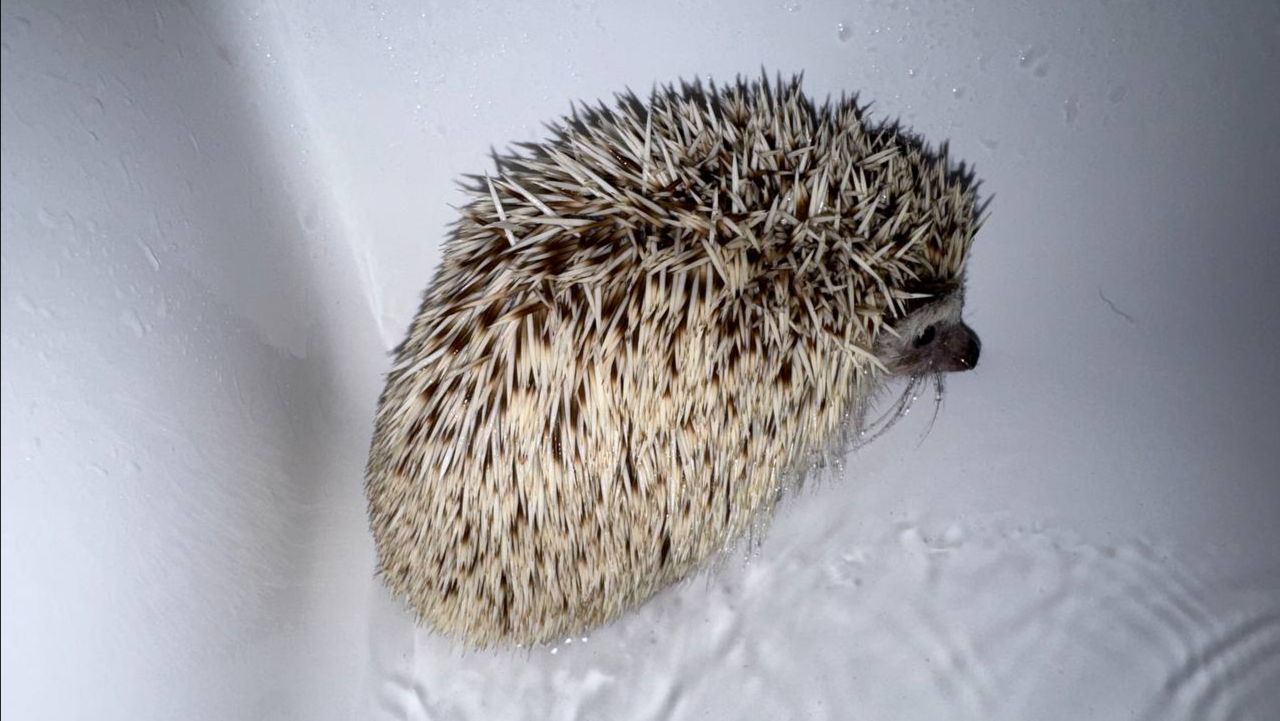 Сегодня день чистоты у маленьких колючек.