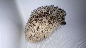 Сегодня день чистоты у маленьких колючек.