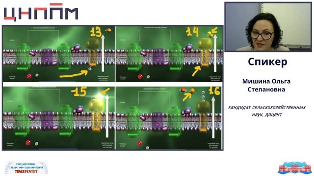 Фотосинтез и хемосинтез