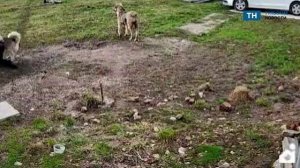 В деревне Уваровка местный житель пострадал от алабая, защищая свою собаку хаски