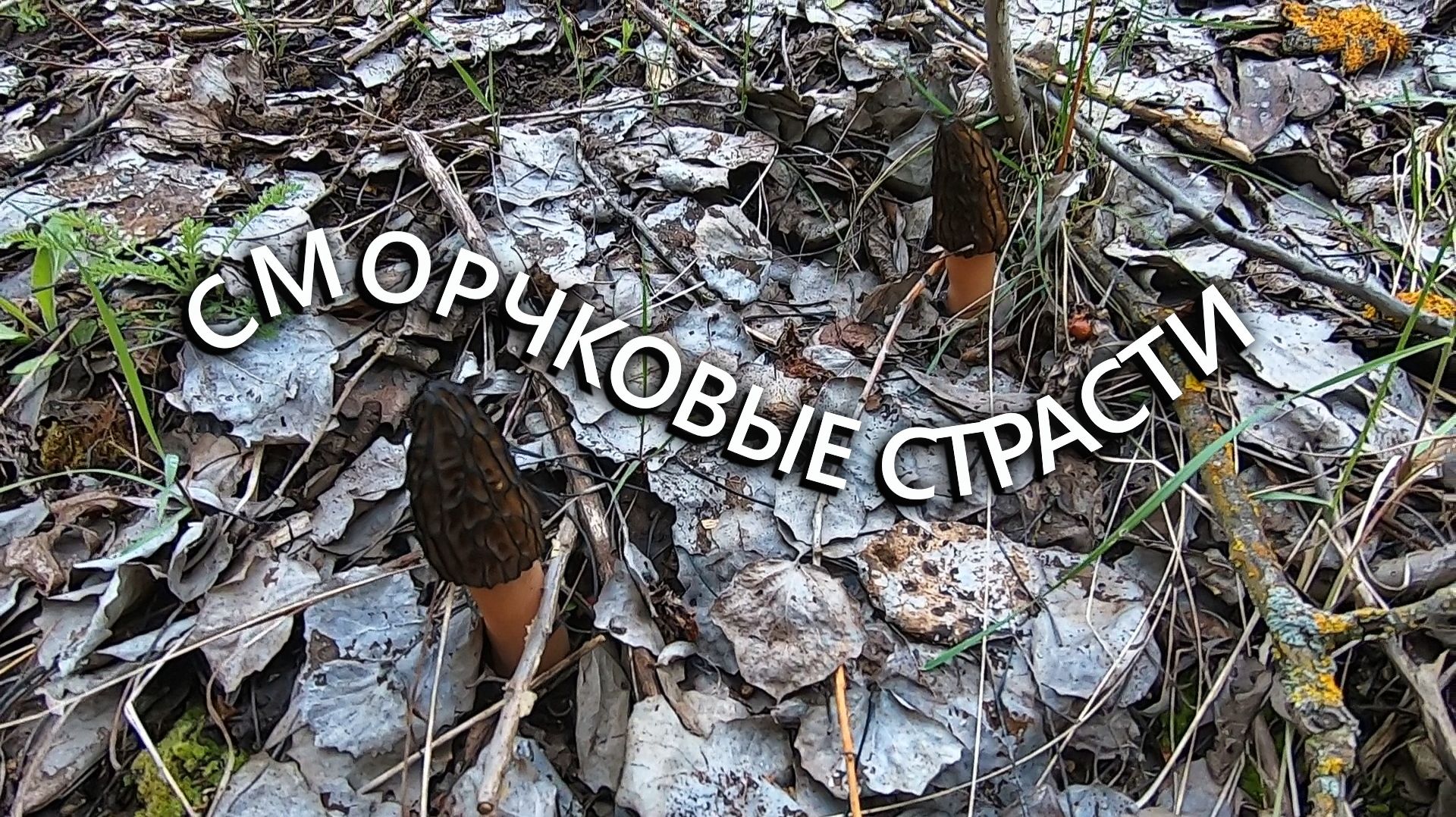 Сморчковые страсти