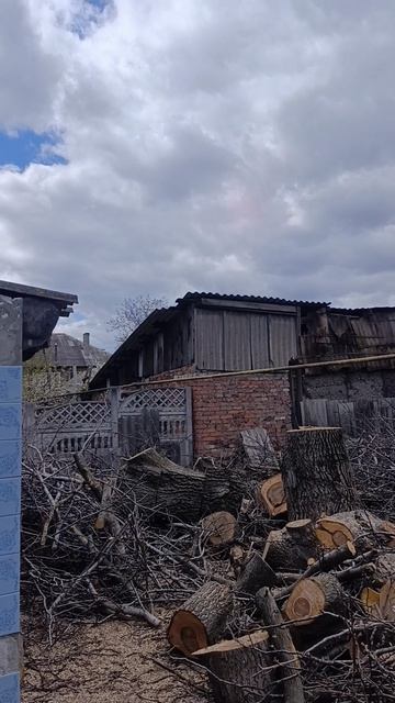 спилить орех в ДНР Донецк Макеевка.mp4