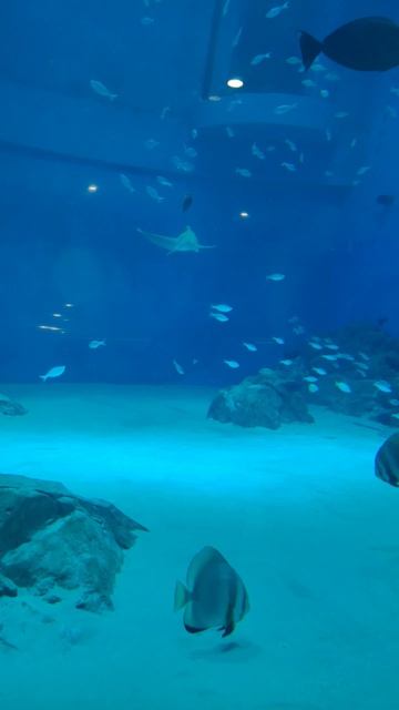 акула, аквариум. Mp4
