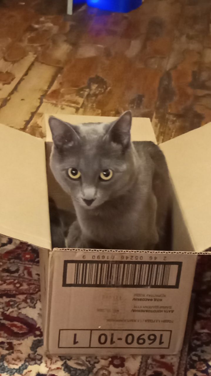 Кот Атос исследует коробку!!! #shorts #котатос #животные #атос #коты