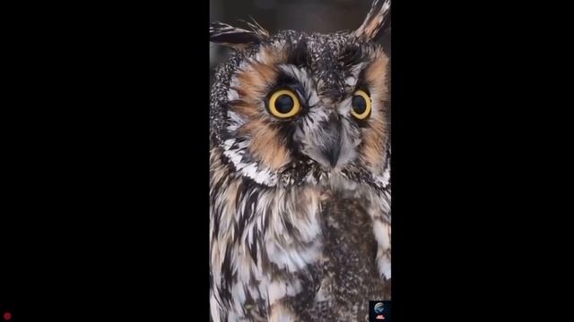 Мой первый Эдит по Поппи плейтайм