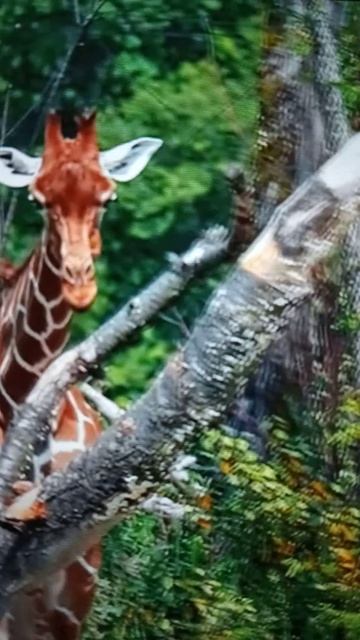 Замечательные птицы и животные😮😳