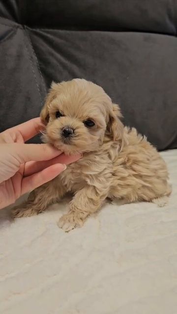 Щенок мальтипу Кики, возраст 2 месяца