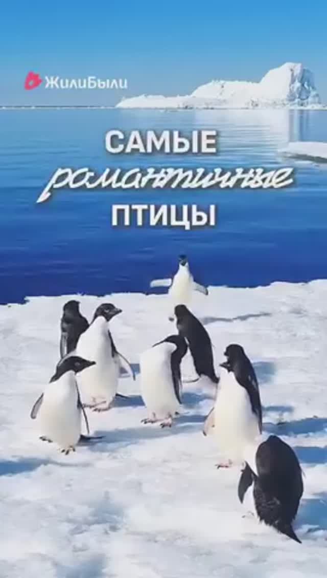 ЭТИ ПТИЦЫ - НАСТОЯЩИЕ РОМАНТИКИ!