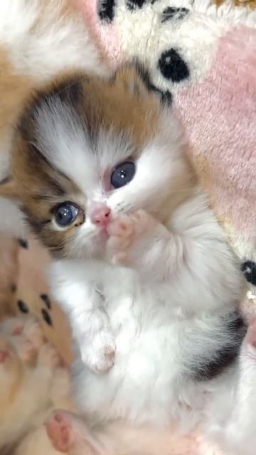 Клип @meowtaverse