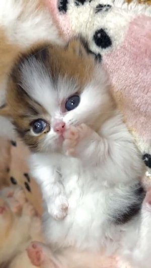 Клип @meowtaverse