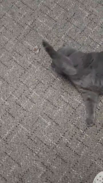 Стихи с котом,про весну.