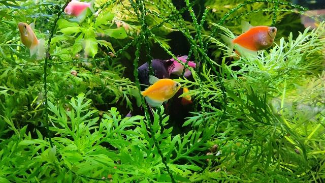 Аквариум на работе /  Море внутри