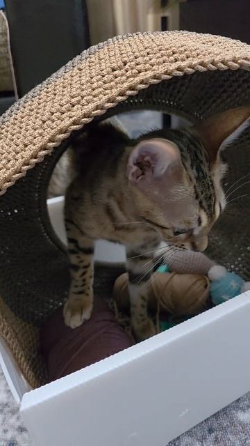 Домик одобрен, Багира довольна 🥳