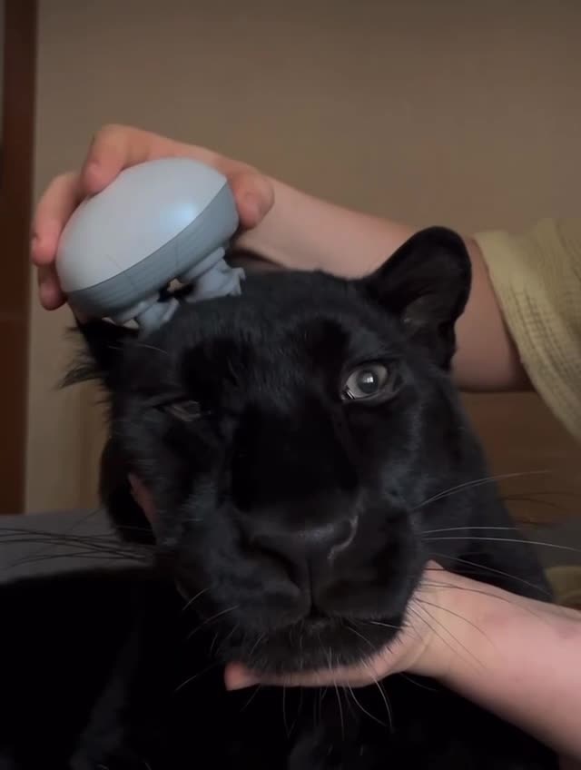 #Милые #животные #видео