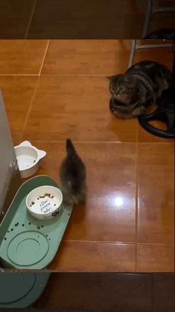 Нервный тик