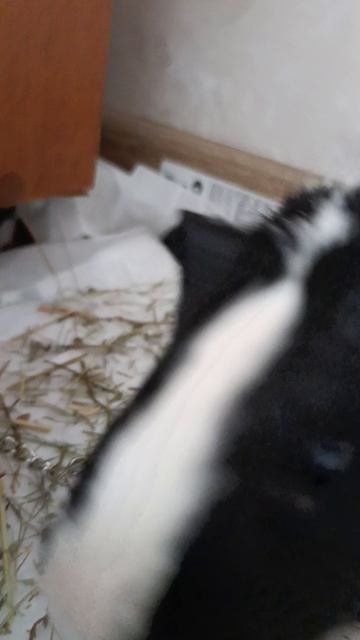 Московская Роксана Петровна