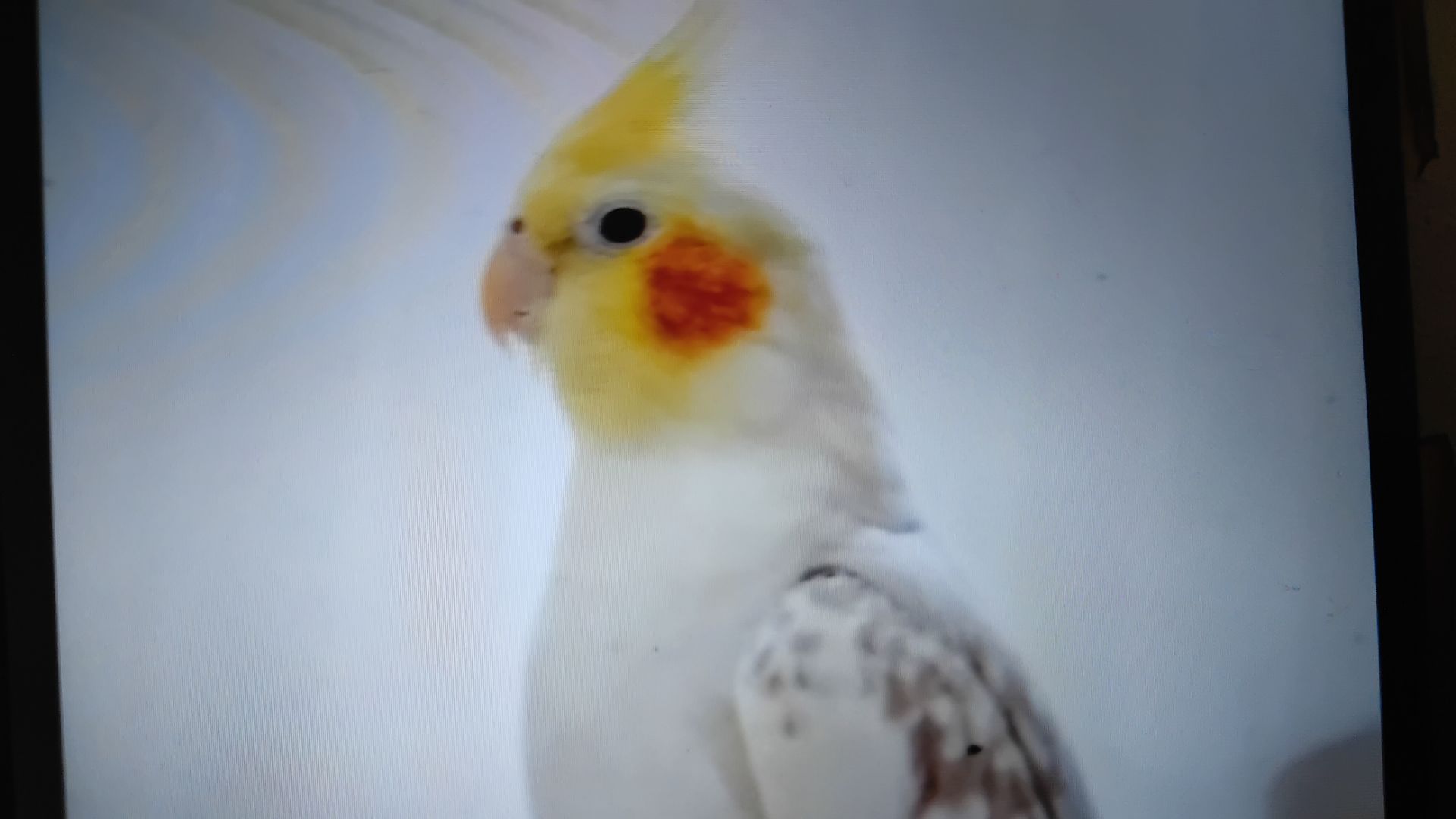 Основные вещи для попугаев