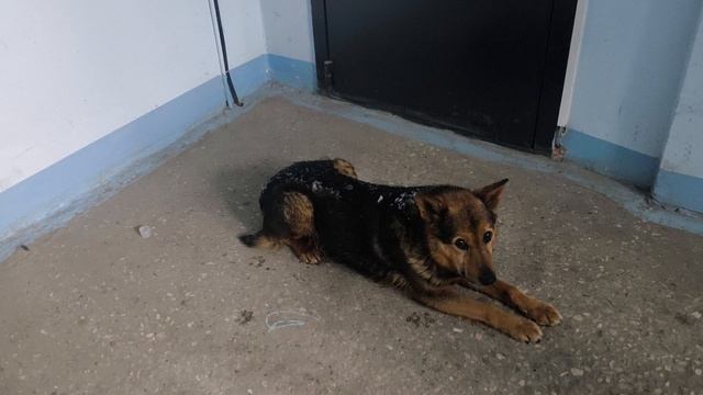 Собачка в подъезде.