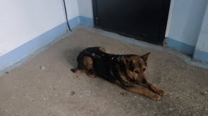 Собачка в подъезде.